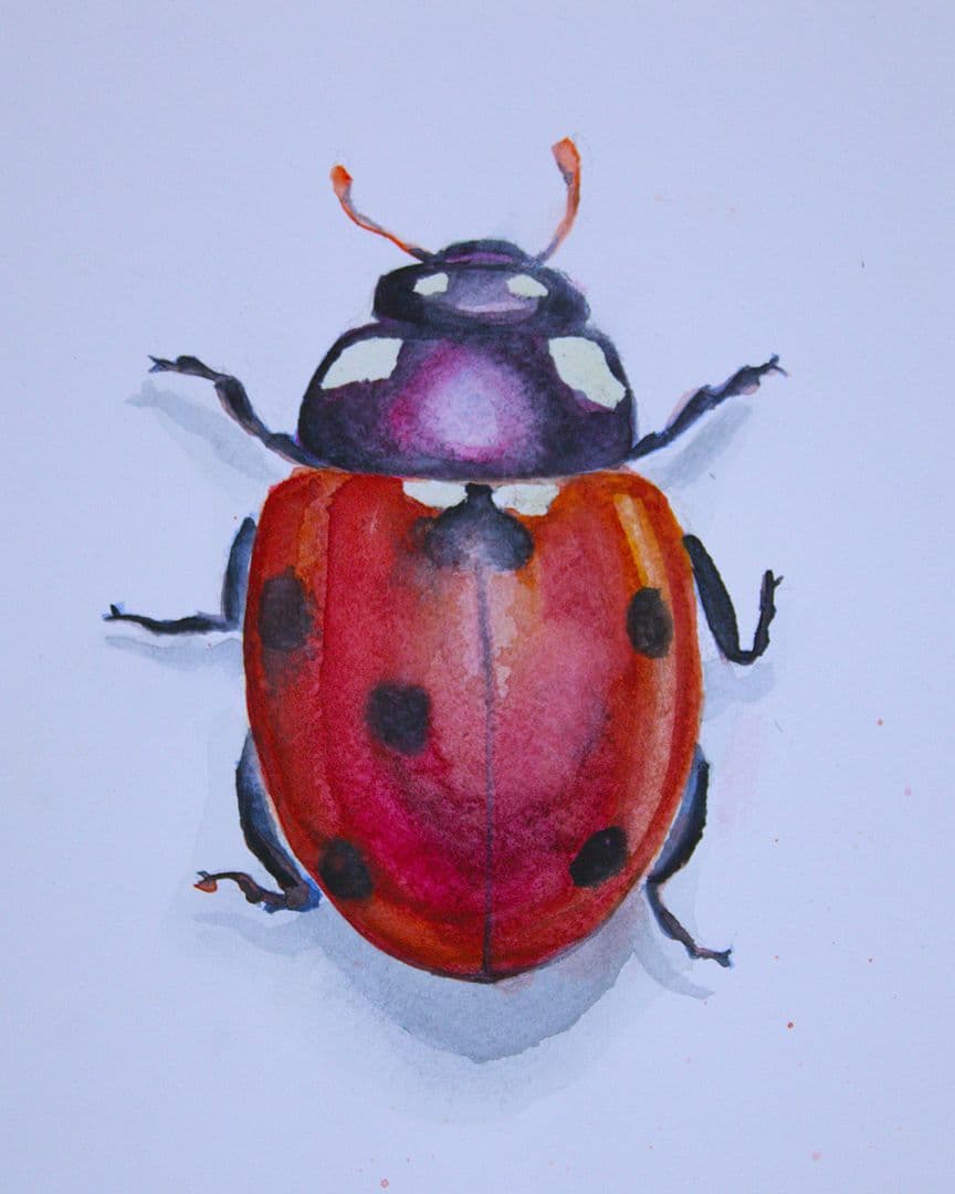 Aquarel lieveheersbeestje