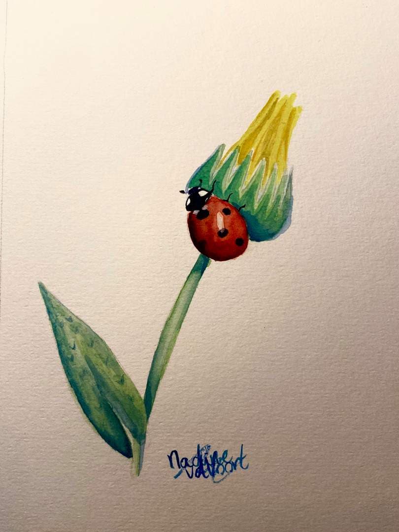 Lieveheersbeestje op paardenbloem