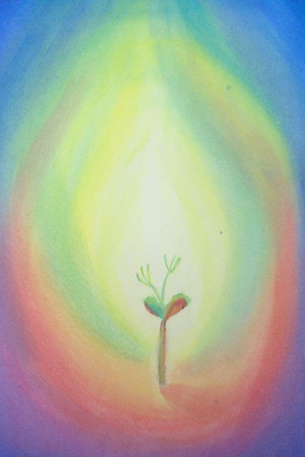 Planten reeks kiemplantje