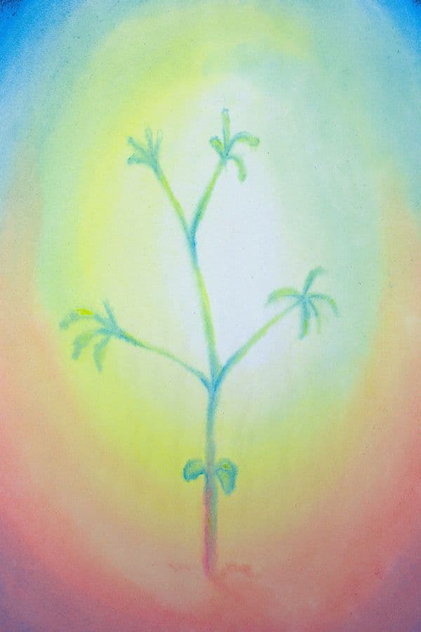 Planten reeks plant