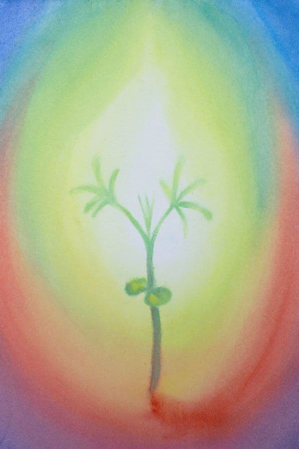 Planten reeks plantje