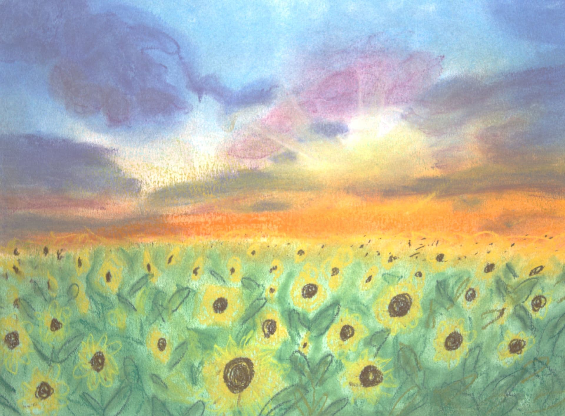 Zonnebloemen veld
